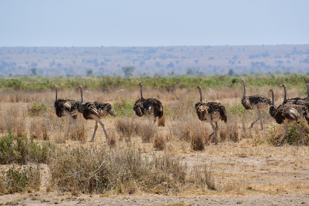 Amboseli Nat. Reserve